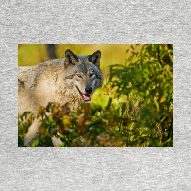 Gray Wolf by jaydee1400